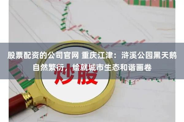 股票配资的公司官网 重庆江津：浒溪公园黑天鹅自然繁衍，绘就城市生态和谐画卷